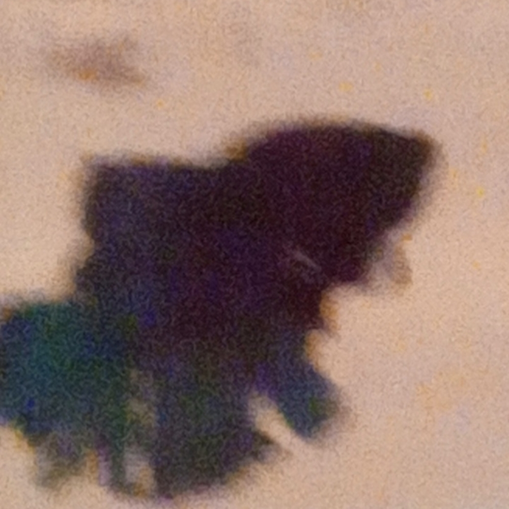 Betta crowntail female